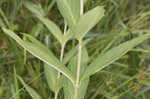 Swamp milkweed